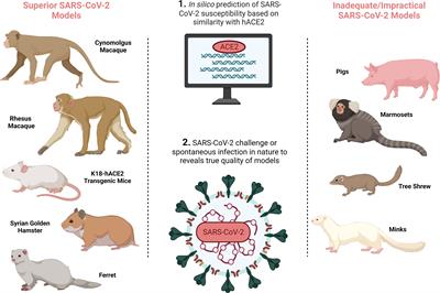 Pre-clinical models to define correlates of protection for SARS-CoV-2